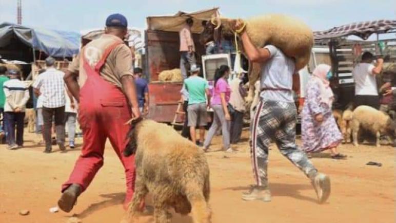 جهة الدار البيضاء- سطات.. إقبال محتشم على اقتناء الأضاحي في انتظار تراجع الأثمان