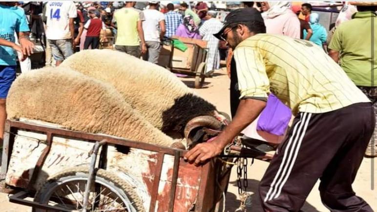 إقبال كبير على الأسواق نواحي الدار البيضاء وسط ارتفاع أسعار بيع الأضاحي