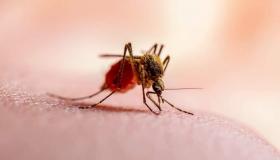 تسجل أولى الإصابات المحلية بالملاريا منذ 20 عاماً بالولايات المتحدة الأمريكية