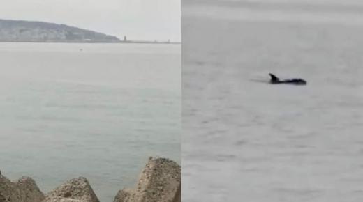 ظهور أسماك “الأوركا” بأحد شواطئ طنجة يثير رعب مصطافين