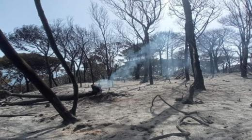 تحويط حريق غابة كاب سبارتيل بنسبة تناهز 85 في المائة بطنجة