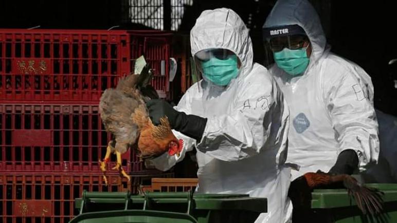 ناميبيا تحظر استيراد الدواجن من جنوب إفريقيا بسبب تفشي إنفلونزا الطيور
