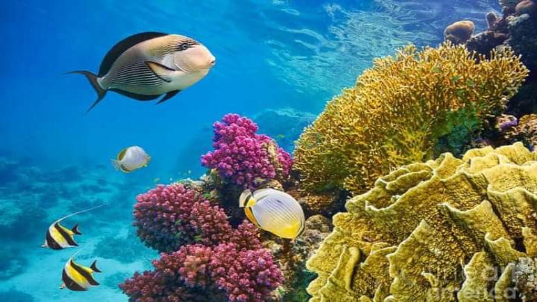 تحالف دولي يتعهد بجمع 12 مليار دولار لتمويل حماية الشعاب المرجانية