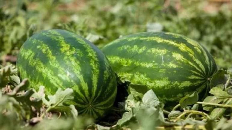 قرار بمواصلة تقييد زراعة البطيخ لندرة المياه بزاكورة