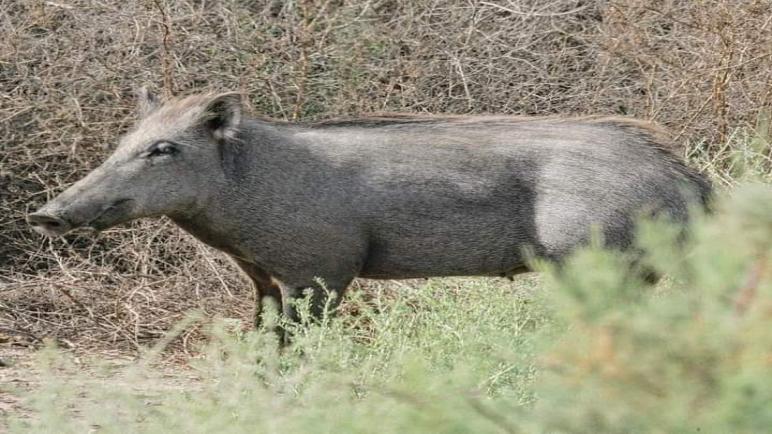 الخنزير يتجول في أحد أحياء الصويرة