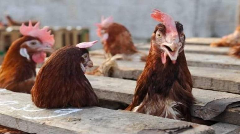 تواصل ارتفاع اسعار الدجاج بالسوق الوطنية