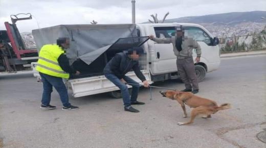 الكلاب الضالة تهدد سلامة وصحة المواطنين ببسكورة