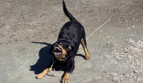 سلاح شرطي يشل حركة جانح في مراكش