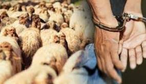 القاء القبض على لصوص الأغنام بالسوق الأسبوعي لآلة ميمونة