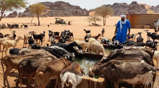 أسباب صحية تدفع المغاربة إلى زيادة الإقبال على شراء الماعز في عيد الأضحى
