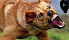 وفاة طفل بحي الحرش بأيت ملول بسب عضة كلب مسعور