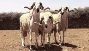 وزارة الداخلية تصدر تعليمات صارمة لولاة الجهات وعمال الأقاليم بمنع جميع الأنشطة المرتبطة بعيد الأضحى