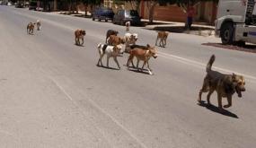 ظاهرة الكلاب الضالة بأزمور تهدد سلامة وصحة الساكنة