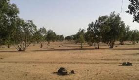 مشروع لتشجير 67 هكتارا بإقليم سيدي بنور.. الوكالة الوطنية للمياه والغابات تعلن عن طلب عروض وطني