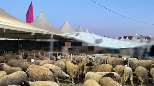 دعوات لإيفاد لجان بيطرية ورقابية إلى جميع الرحبات لضبط الأسعار ومنع بيع الأكباش المريضة والمضاربات