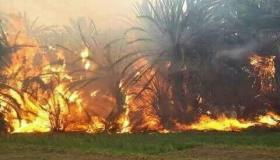 حريق مهول يلتهم واحة آيت منصور قرب تافراوت