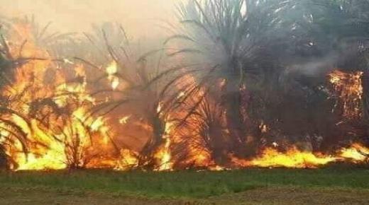 حريق مهول يلتهم واحة آيت منصور قرب تافراوت