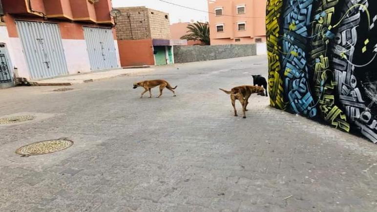 الكلاب الضالة تغزو شوارع التمسية والمسؤولين خارج التيار