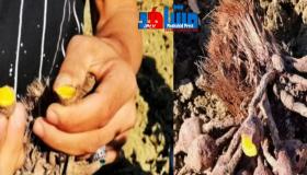 طنجة.. وفاة طفلين بسبب “لب النخيل” و تسمم ستة اطفال ما خلق صدمة قوية بحي “المرس”