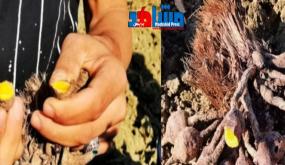 طنجة.. وفاة طفلين بسبب “لب النخيل” و تسمم ستة اطفال ما خلق صدمة قوية بحي “المرس”