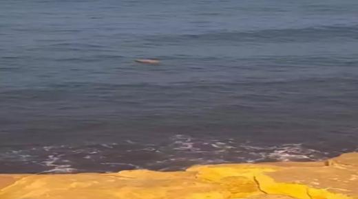 طنجة.. البحر يلفظ مخدرات بشاطئ مرقالة