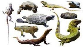 إجهاض عملية تهريب زواحف وسحليات بمطار المسيرة بأكادير