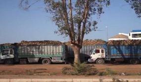 شاحنات نقل الشمندر السكري بسيدي بنور تعرقل حركة السير وتخرب الطرق