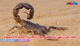 لسعة عقرب تنهي حياة طفل بدوار الكعابزة-جماعة لالة ميمونة