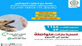 جماعة ايت ملول تواصل عملية تجميع الكلاب الضالة وتضع رقما هاتفيا للتبليغ