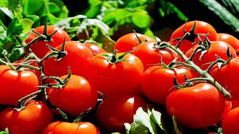 ارتفاع سعر الطماطم…وزير الفلاحة يوضح