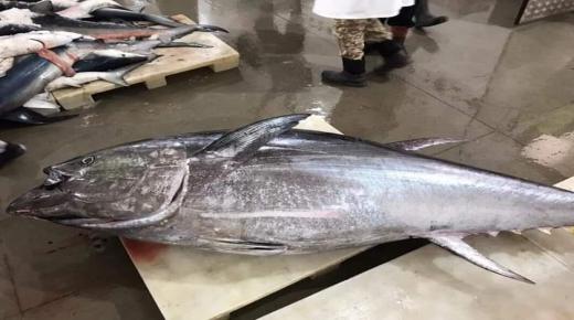 قارب صيد تقليدي يصطاد سمكة “تونة” ضخمة بوزن يزيد عن 300 كيلوغرام بسيدي افني