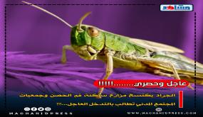 الجراد يكتسح مزارع منطقة فم الحصن وجمعيات المجتمع المدني تطالب بالتدخل العاجل….!!!