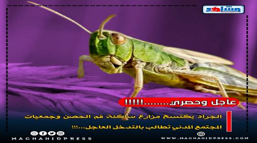 الجراد يكتسح مزارع منطقة فم الحصن وجمعيات المجتمع المدني تطالب بالتدخل العاجل….!!!