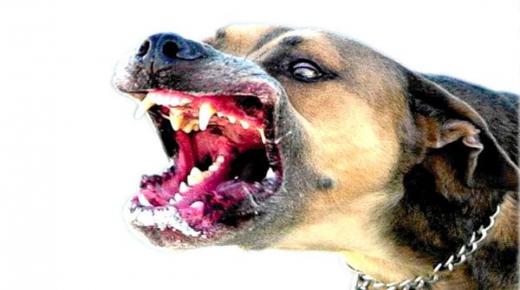 كلب مسعور يتجول بين أزقة أزرو بايت ملول ويرسل ضحاياه الى مستعجلات المستشفى الإقليمي بإنزكان