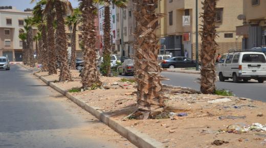 الجمعية المغربية تطلق حملة بيئية لحماية التنوع النباتي في مدينة العيون