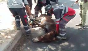 حادث مؤلم لدابة في مدينة سطات