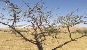 الإكراهات التي واجهت مخطط المغرب الأخضر بدائرة العيون الشّرقيّة