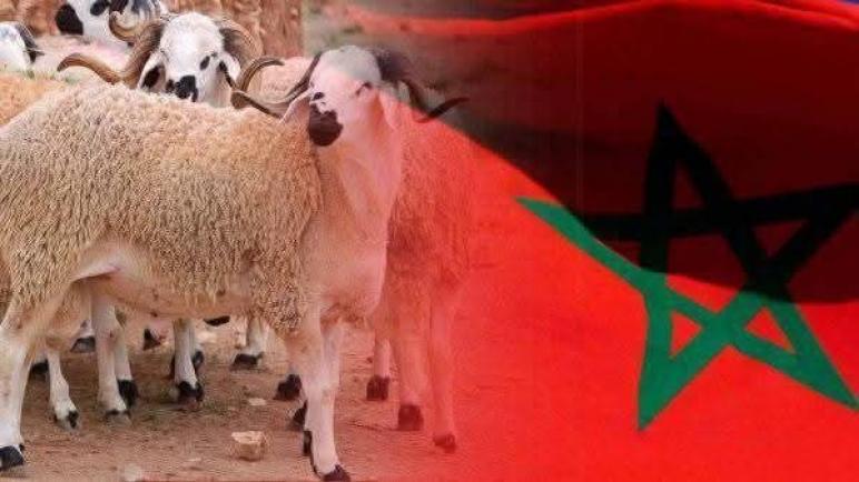 إلغاء المغرب رسميًا لأضحية عيد الأضحى لهذا العام بسبب الجفاف ونقص المواشي