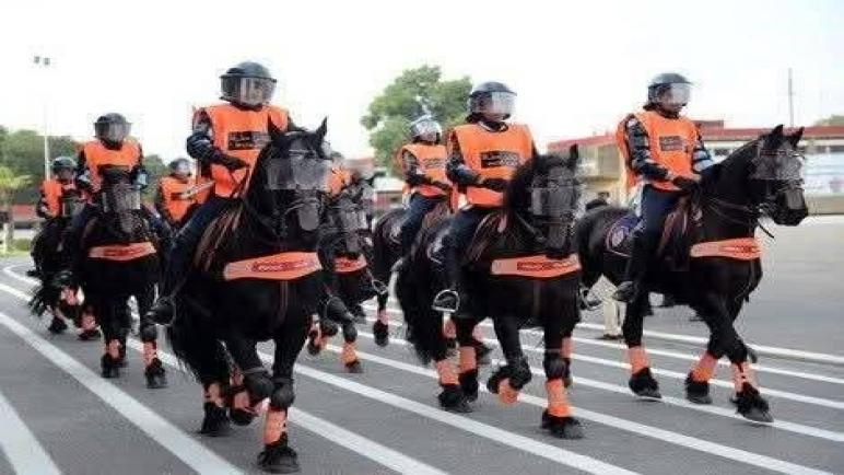 تفاصيل قضية فساد “خيول الأمن الوطني”.. سجن مدير مدرسة الخيالة وعميدي شرطة في صفقة مُلوثة بالتزوير والاختلاس
