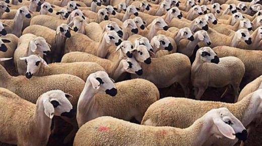 المغرب يمنع ذبح إناث الأكباش والماعز حتى 2026: خطوة تاريخية لتعزيز الاستدامة الزراعية