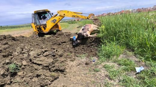 القصر الكبير : السلطات المحلية بأولاد وشيح تُتلف بقرة نافقة حفاظاً على السلامة الصحية للمواطنين