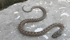 الأفاعي تخرج من جحورها وتُهدد سلامة المواطنين مع ارتفاع درجات الحرارة