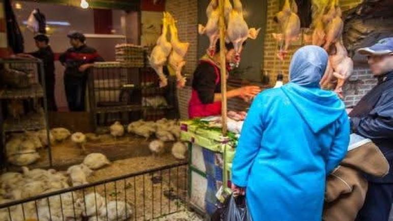 الدجاج النظيف… فكرة بسيطة قد تغيّر المشهد الصحي والبيئي