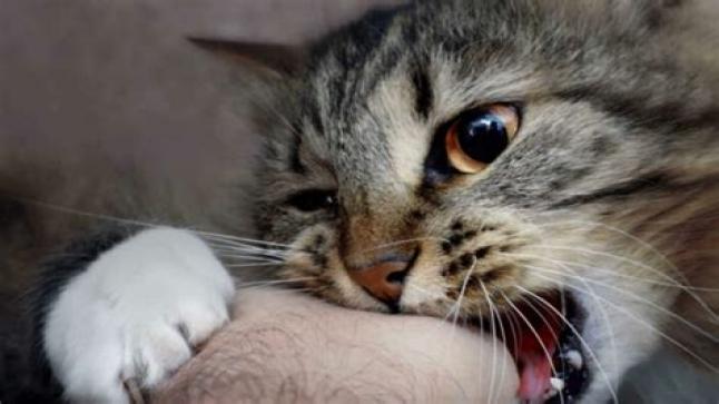 الاشتباه في إصابة قط بداء السعار يُخلّف إصابة طفل بحي السلام بالقصر الكبير