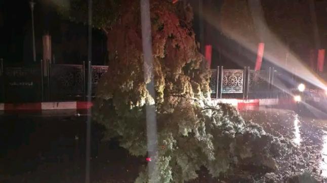 القصر الكبير : الرياح القوية تتسبب في سقوط عدد من الأشجار بواستنفار للسلطات