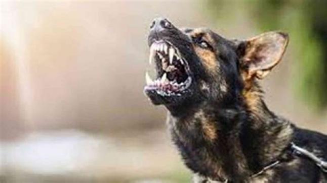 القصر الكبير.. تدخل بطولي لشباب ينقذ المواطنين من خطر كلب مسعور