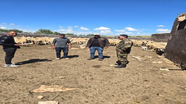 بني مسكين الشرقية: لجنة يقودها القائد حكيم مروان تشرف على عملية استراتيجية لحماية إناث القطيع وضمان استدامة الثروة الحيوانية