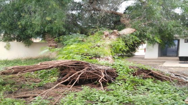 فضيحة بالمركز الصحي المزار: شجرة تُقتلع كلياً… فأين كانت المسؤولية؟!