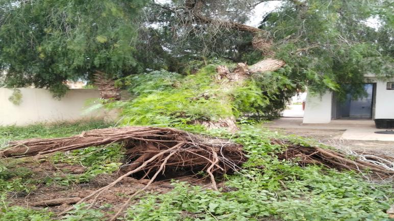 فضيحة بالمركز الصحي المزار: شجرة تُقتلع كلياً… فأين كانت المسؤولية؟!