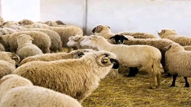 “من يحمي جيوب المغاربة من جشع سماسرة الأضاحي؟”